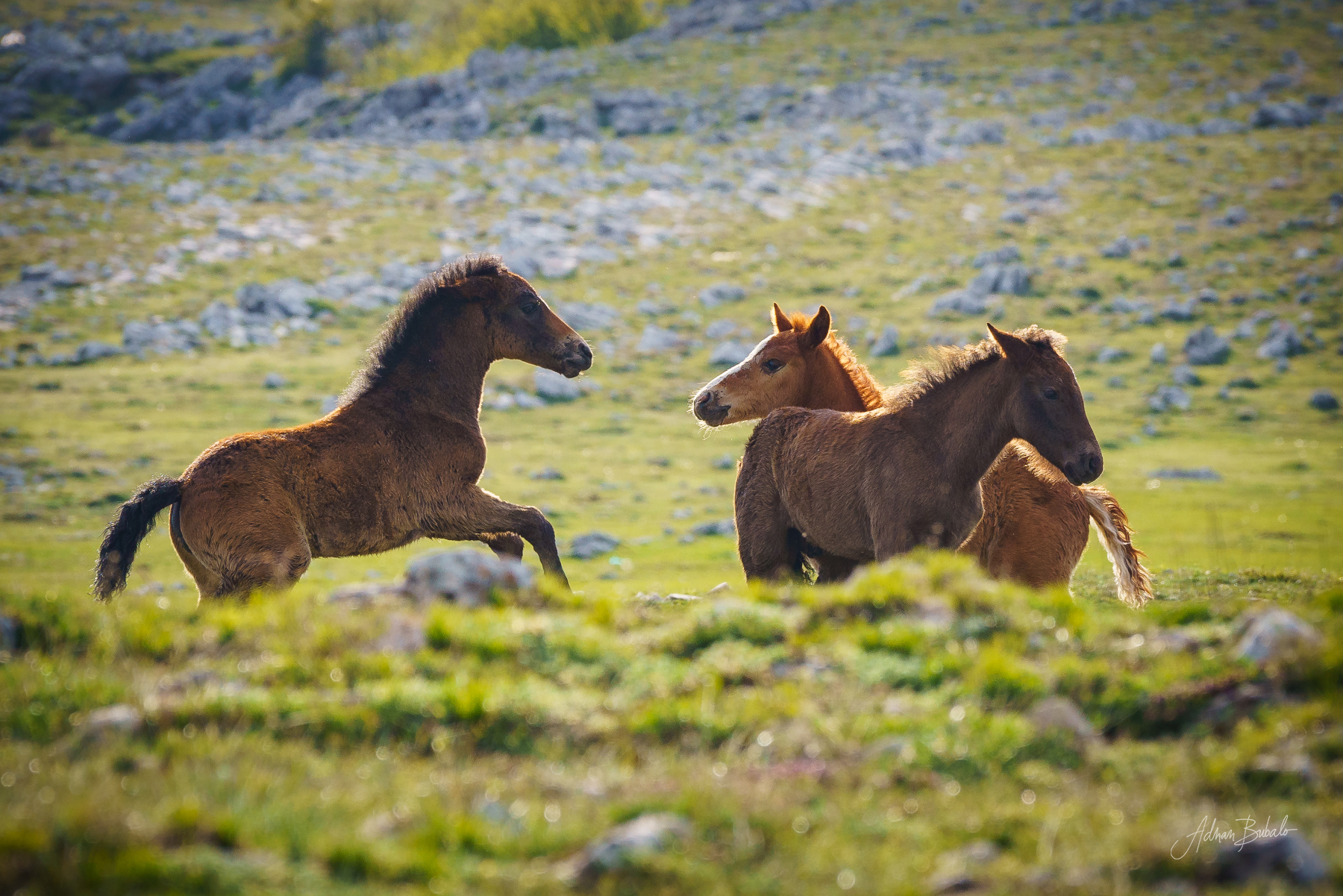 Gallery item a249d951-ae3a-4e43-8298-bbfd8c1fb32f