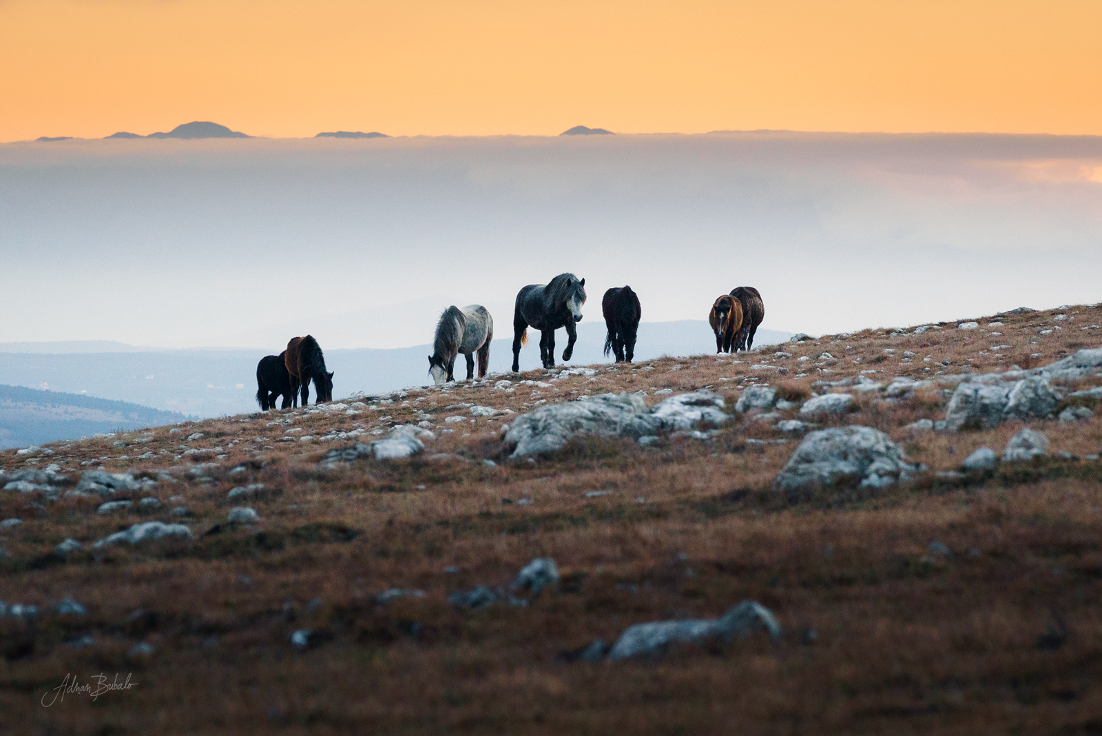 Gallery item 2ac9c0f4-cc67-4cac-94ab-67f607a92e9a