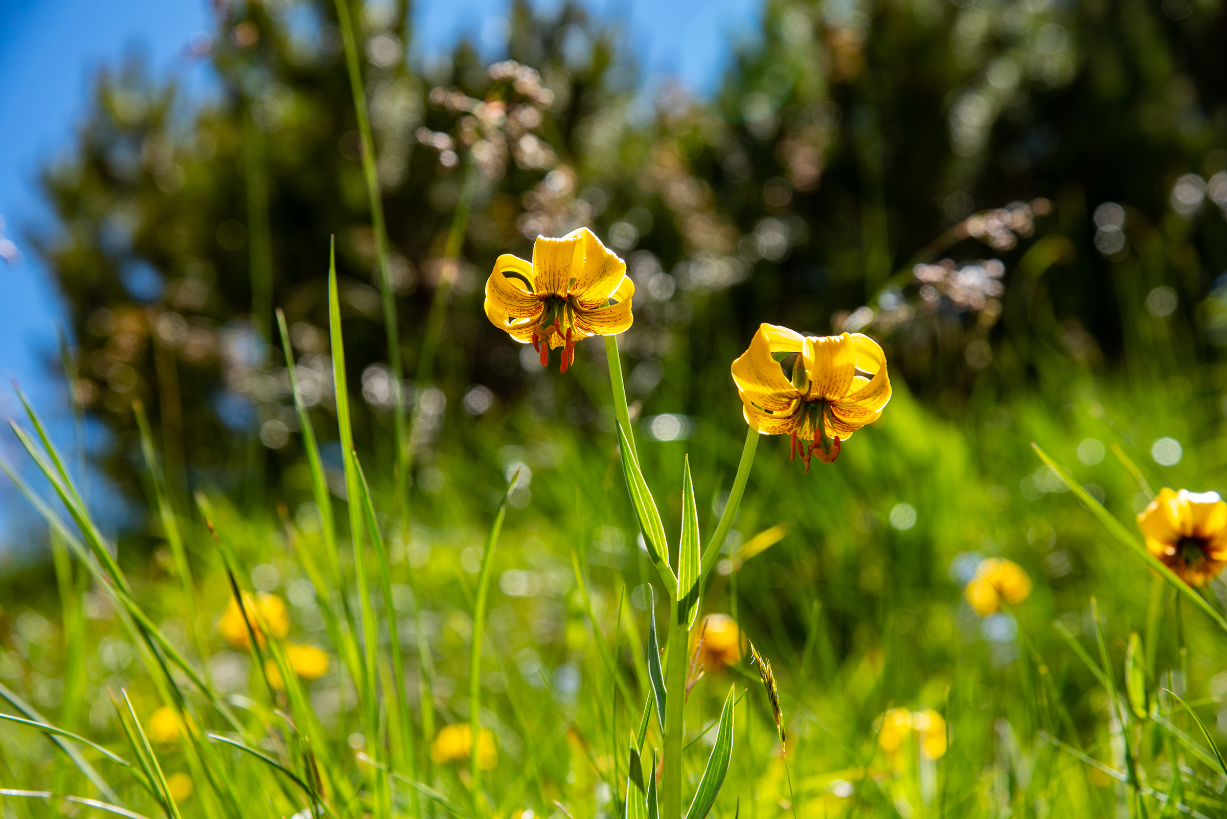 Gallery item 9fe8acb6-3a73-4186-be65-524c833b4e16